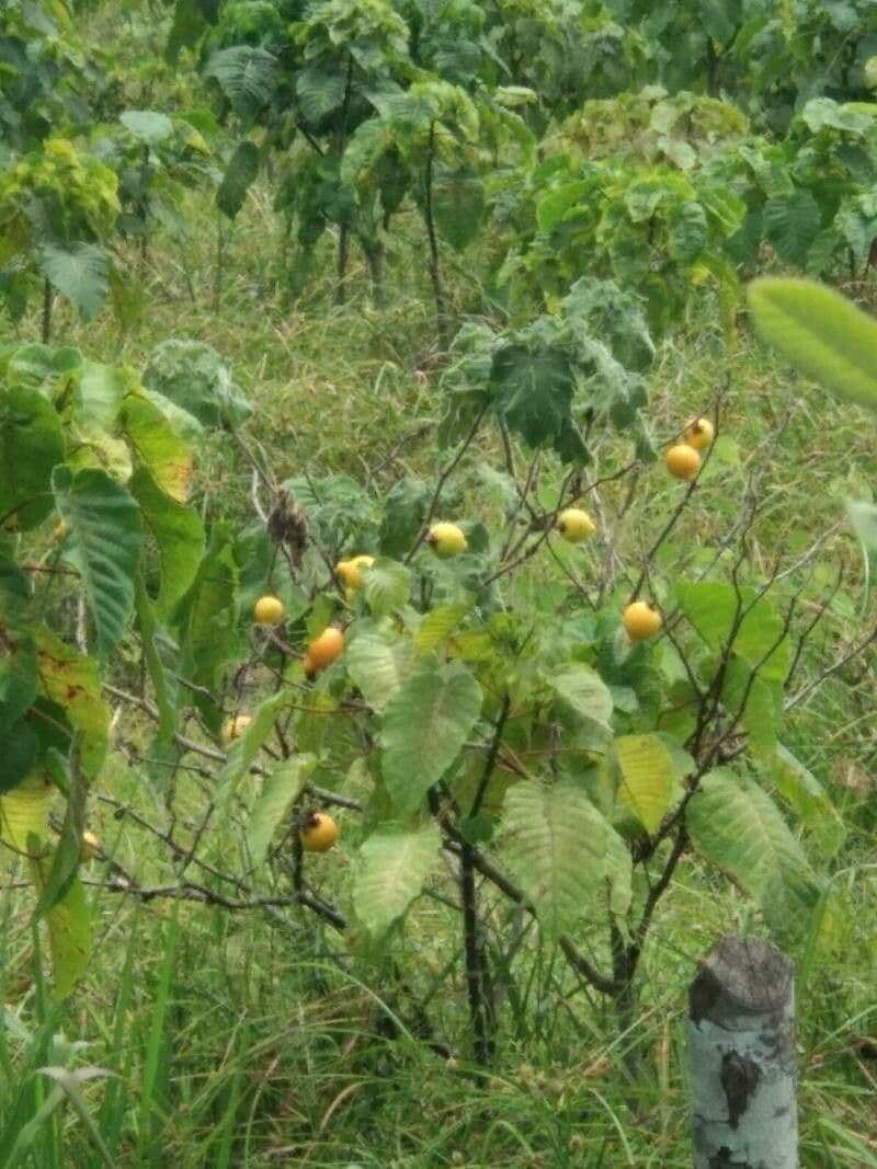 Solanum mammosum 12
