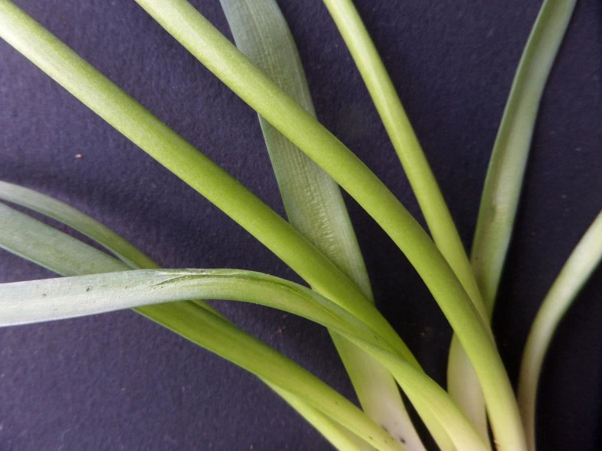 Muscari armeniaco 21