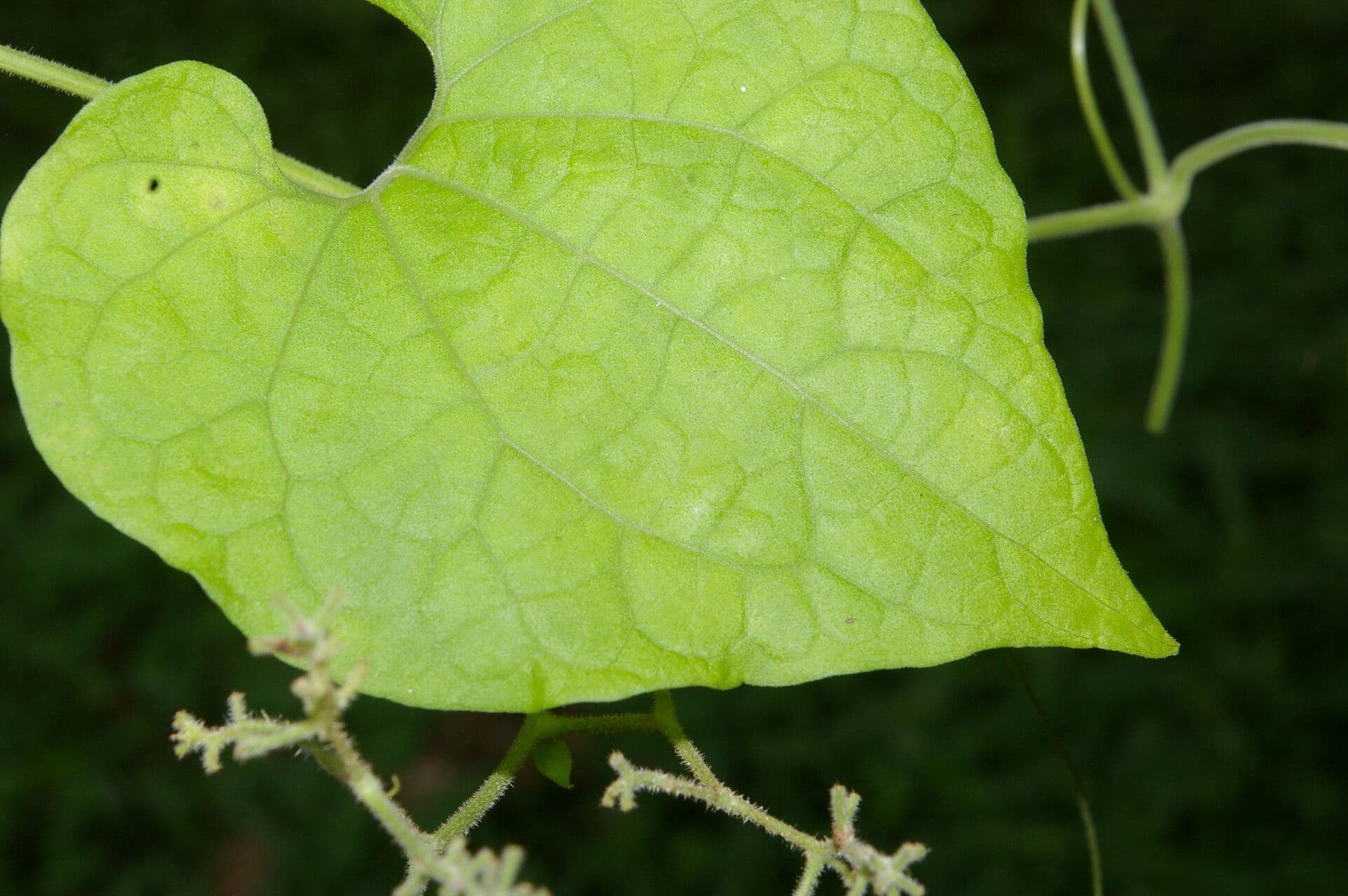 Sicydium 10