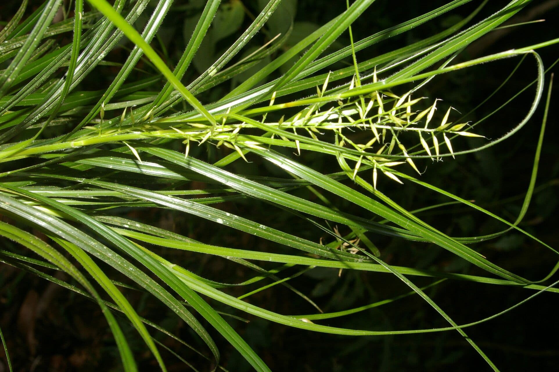 Rhynchospora 6
