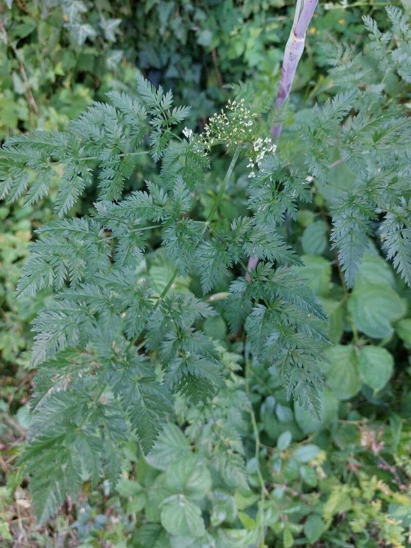 Kerbelrübe 17