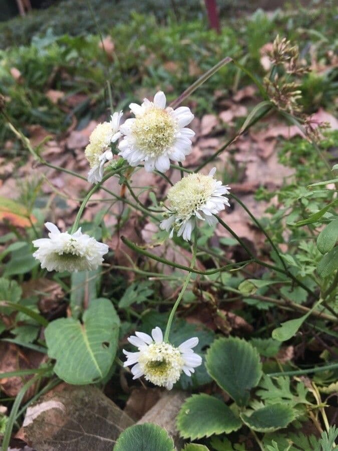 Ockergelber Witwenblumen 6