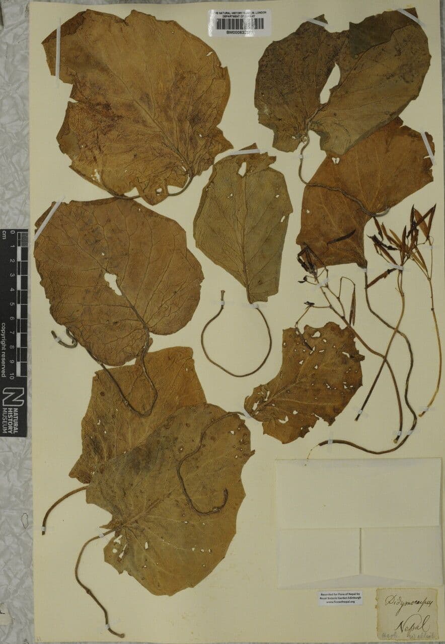 Didymocarpus