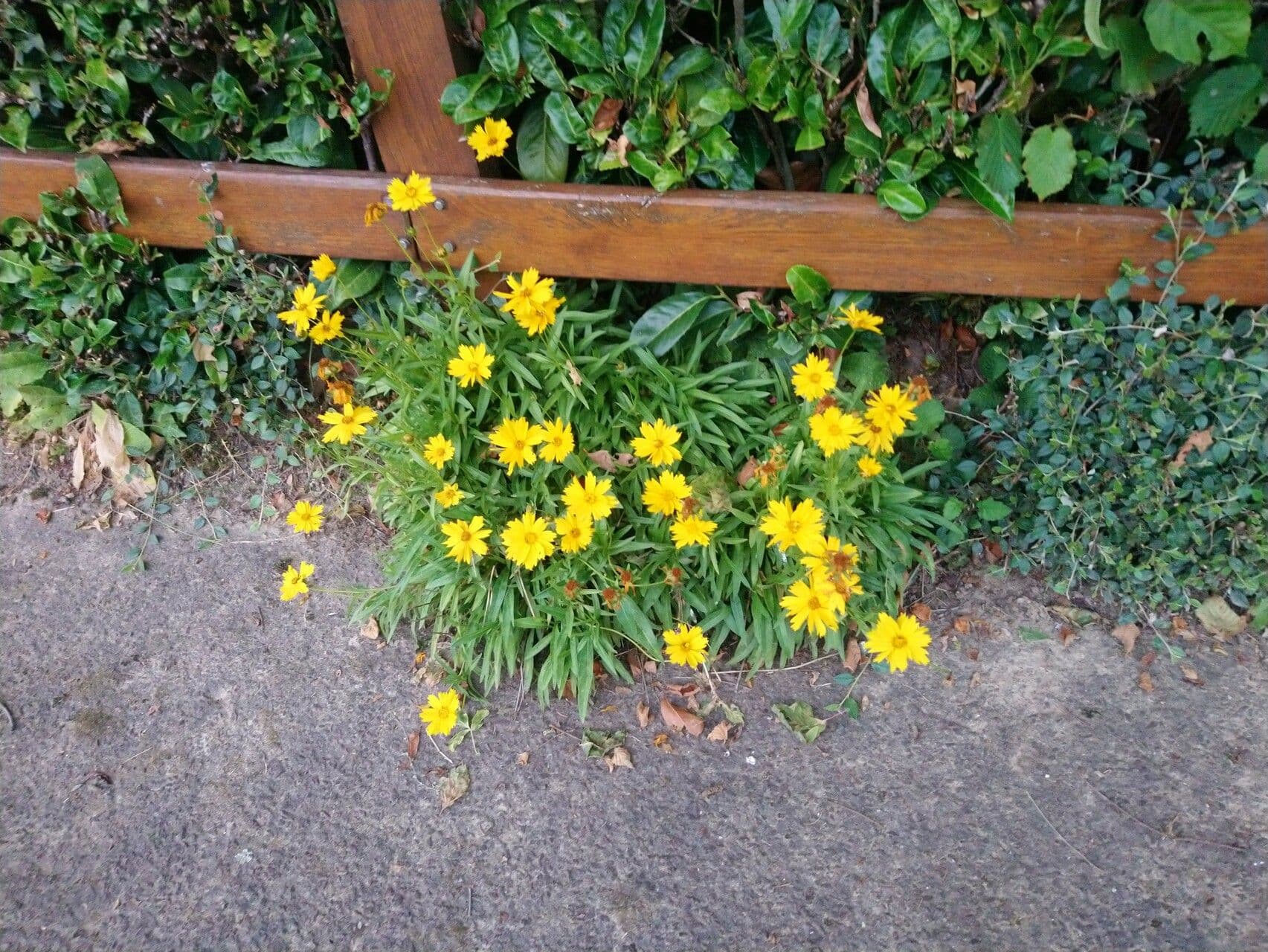 Ruprechtia uchatá 6