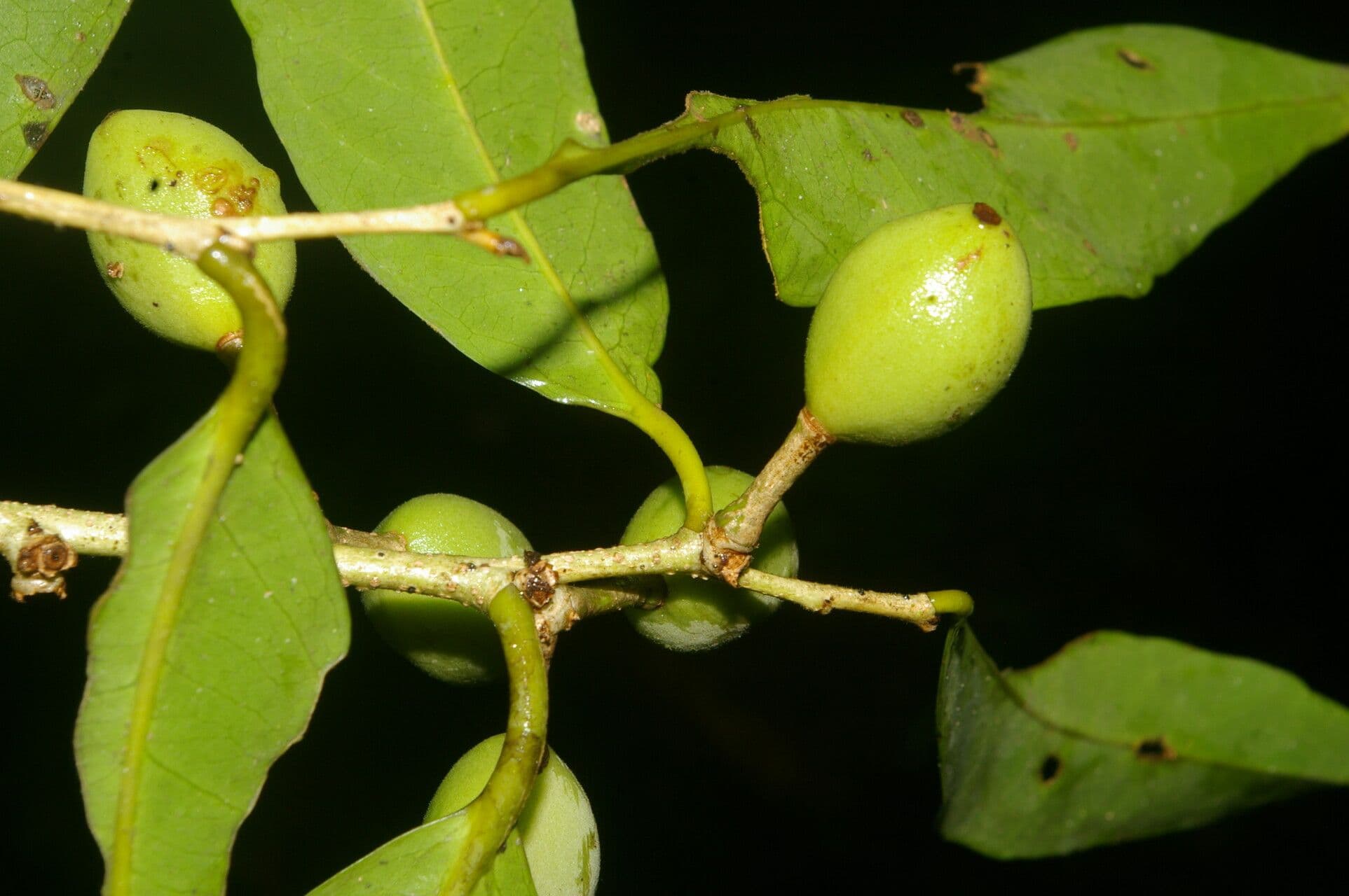 Drypetes