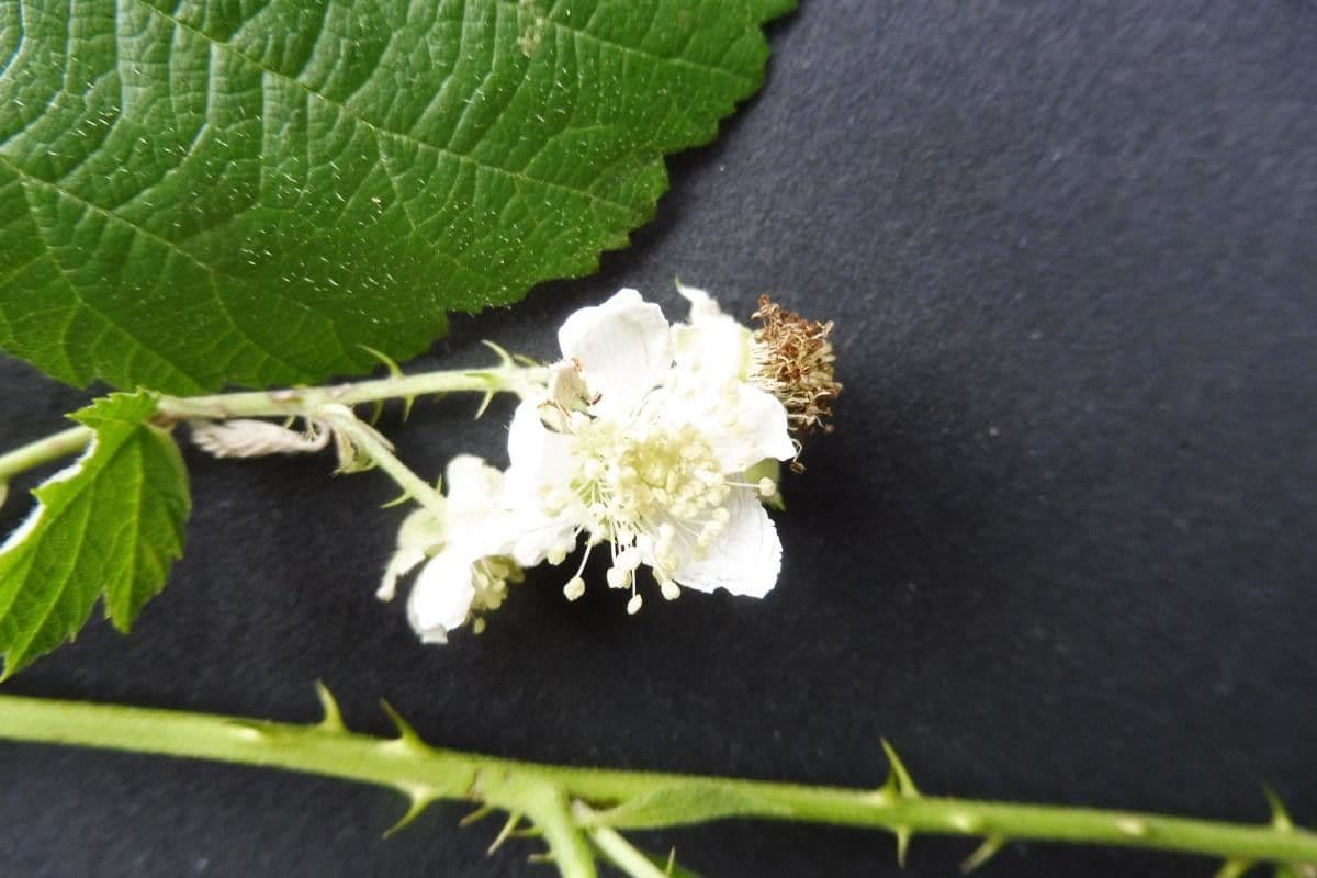 Rubus nemorosus 3