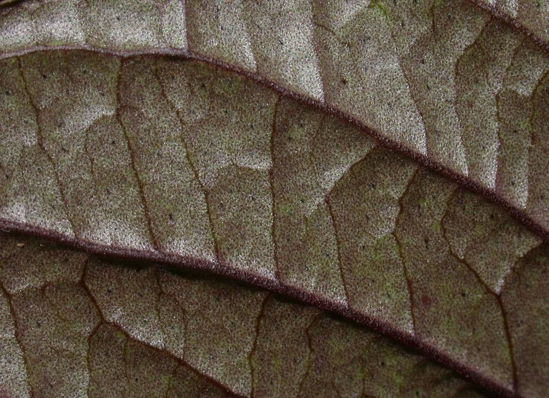 Ardisia 19