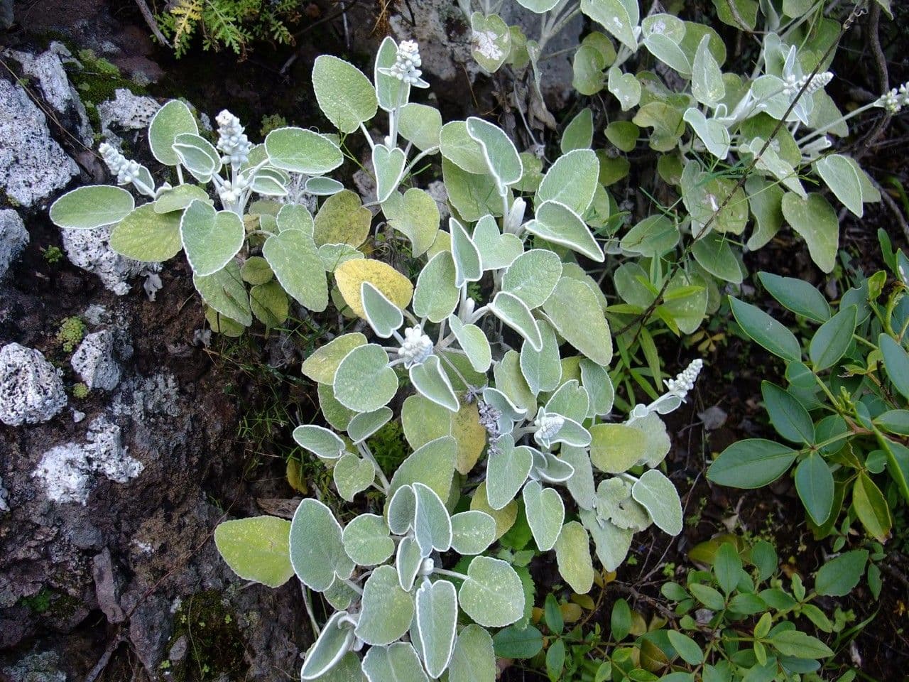 Sideritis 9