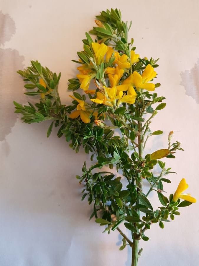 Adenocarpus 11