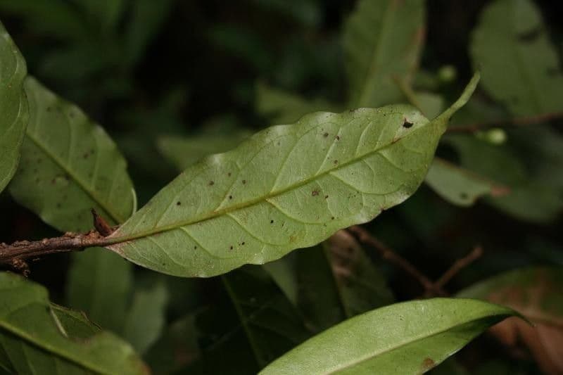 Brunfelsia