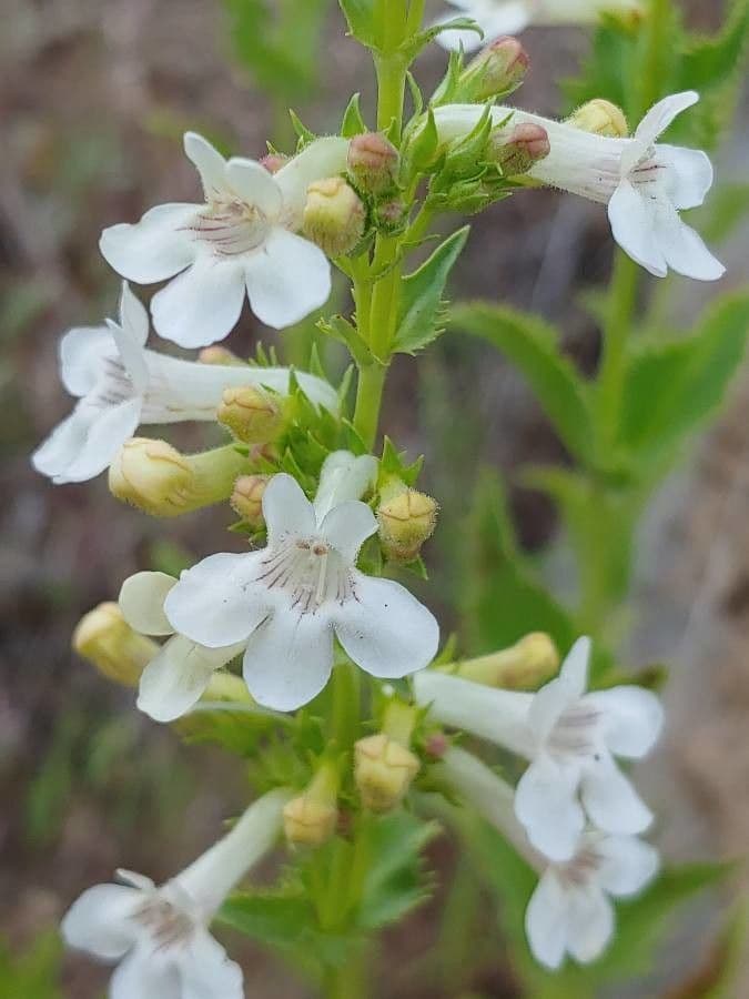 Penstemon deustus 4