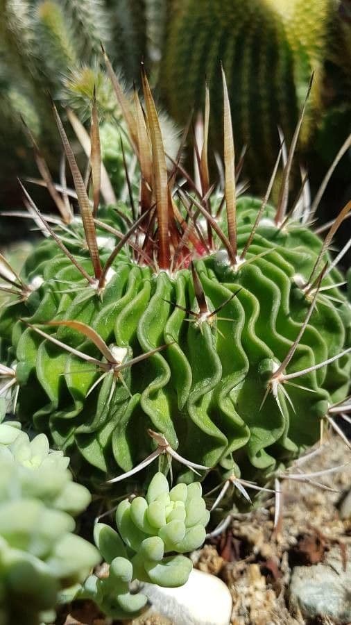 Cactus cervello 9