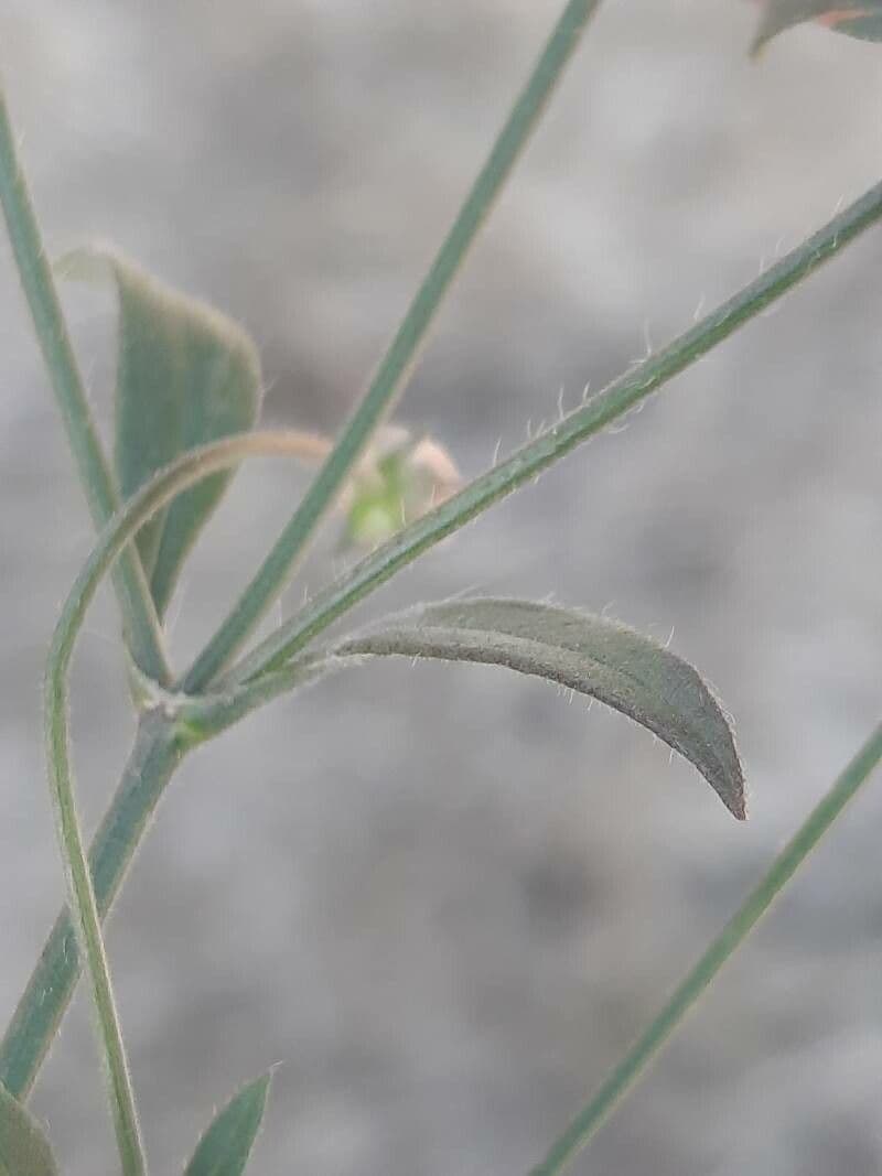 Cephalaria transilvana 16