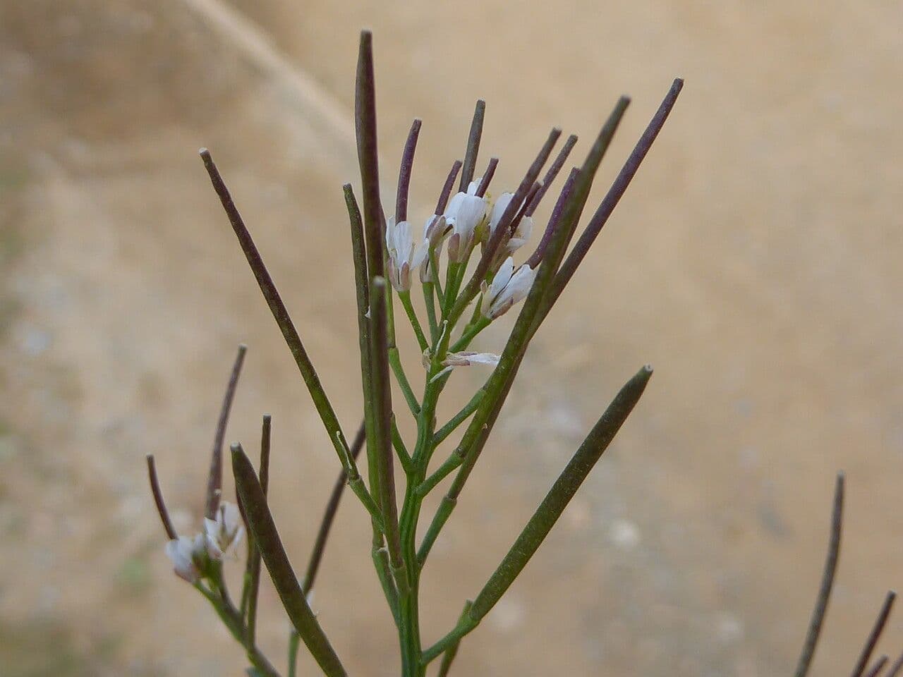 Billeri impatiens 4