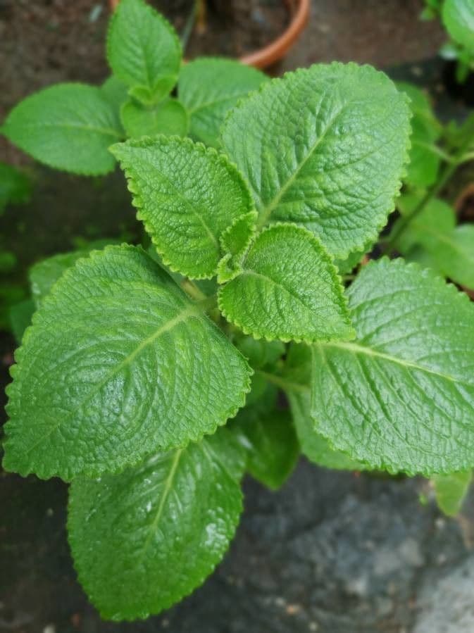 Cuban-oregano 29