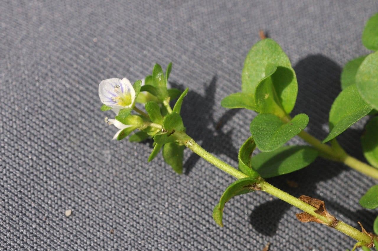 Veronica serpilifolia 27
