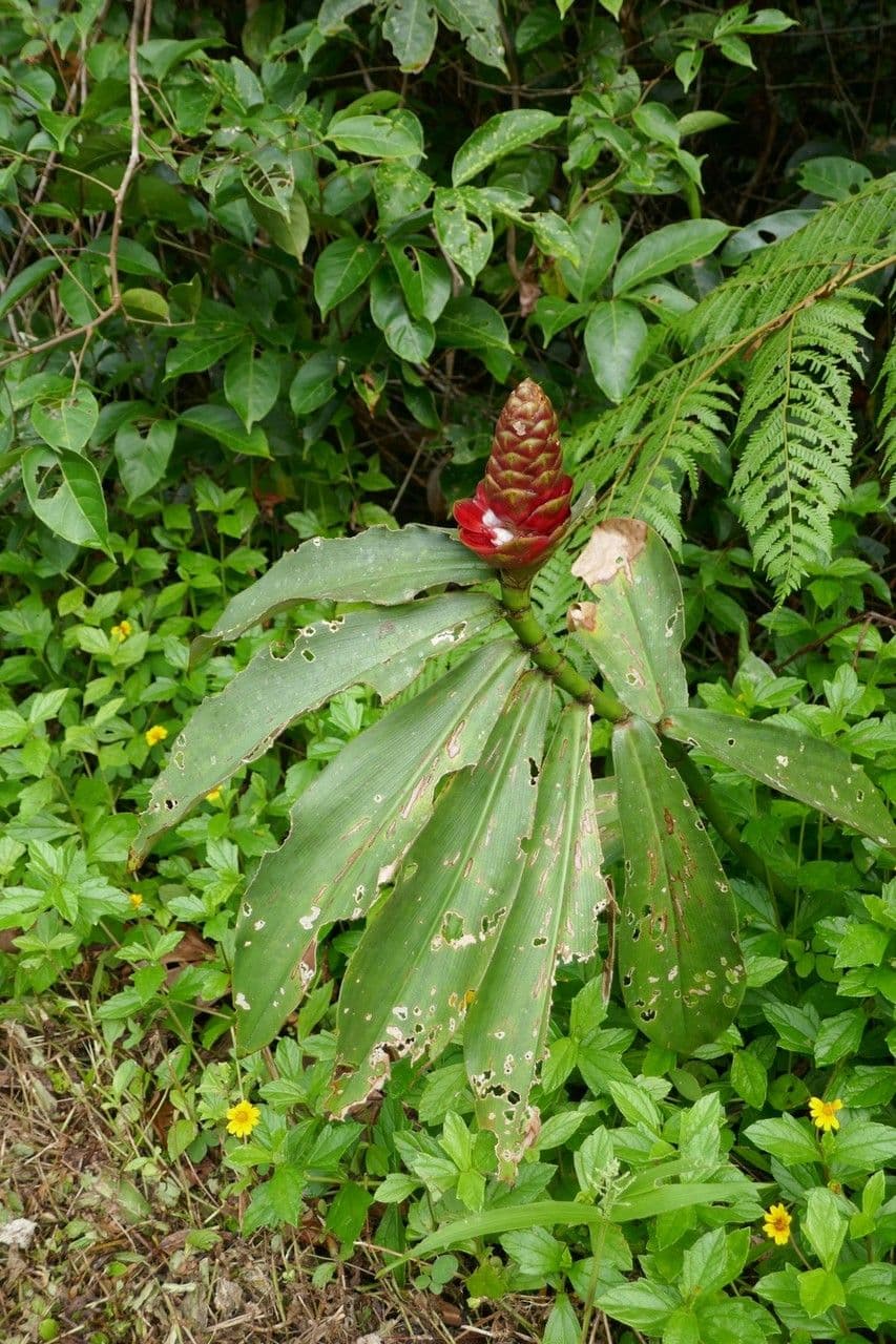 Costus spiralé 15