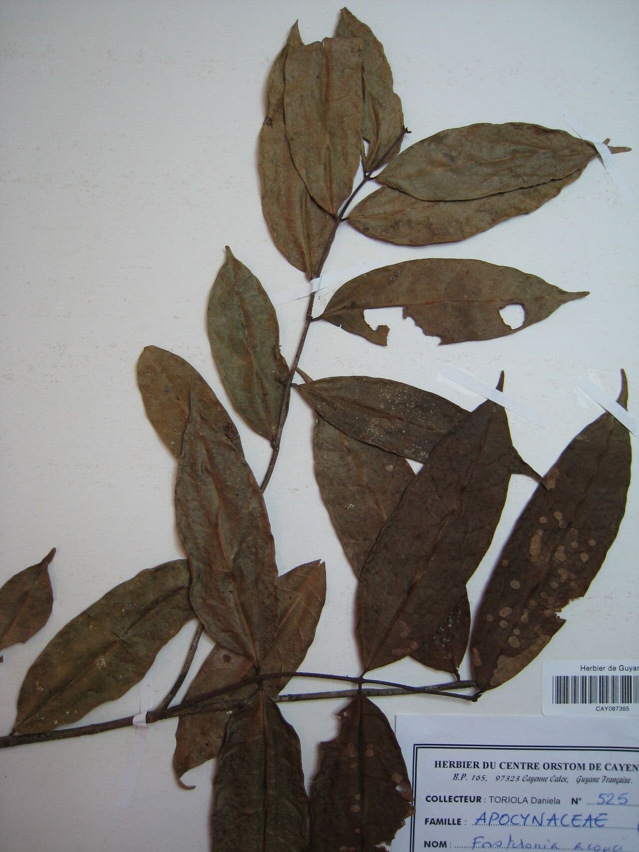 Forsteronia 3