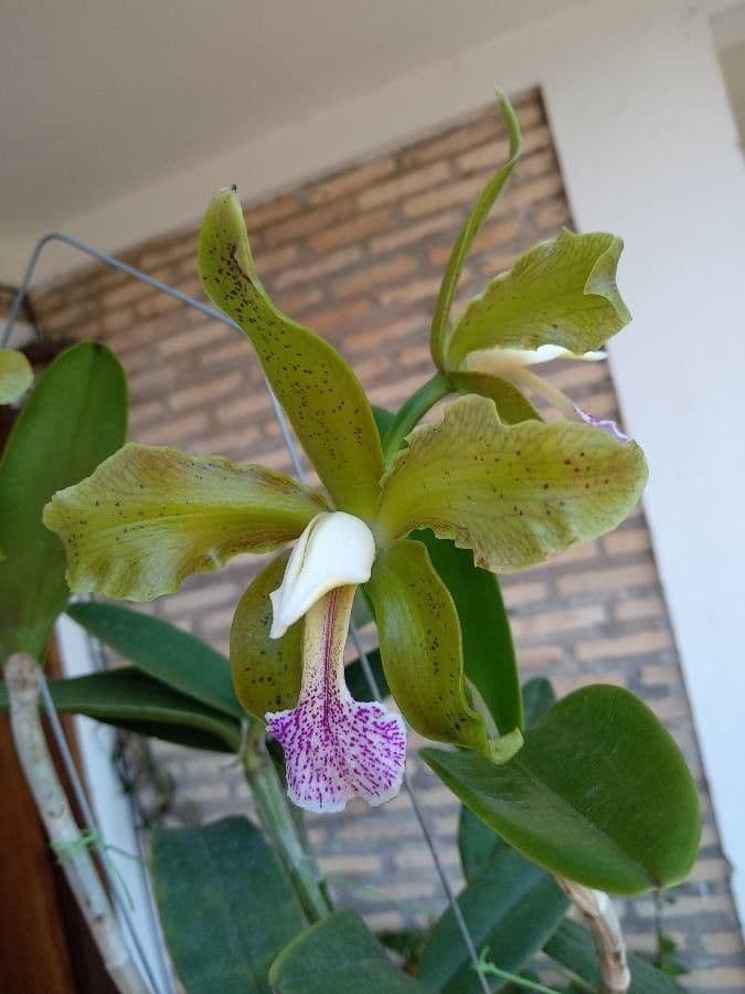 Cattleya 3
