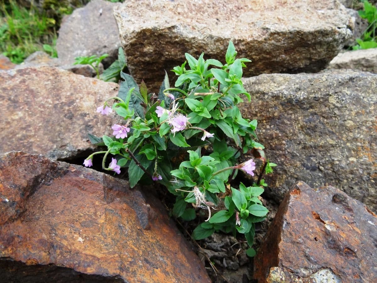 Epilobium 2