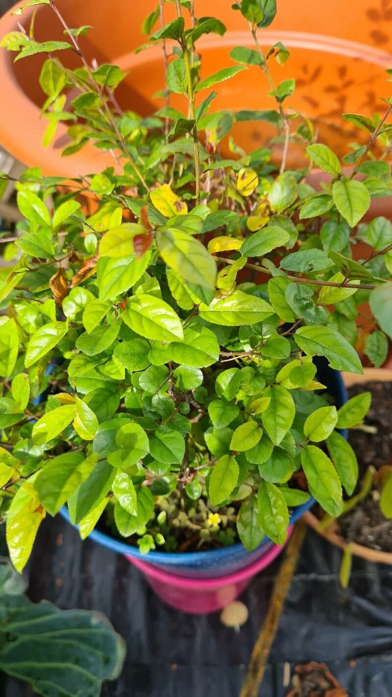 Sageretia 7