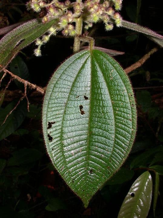 Miconia 17