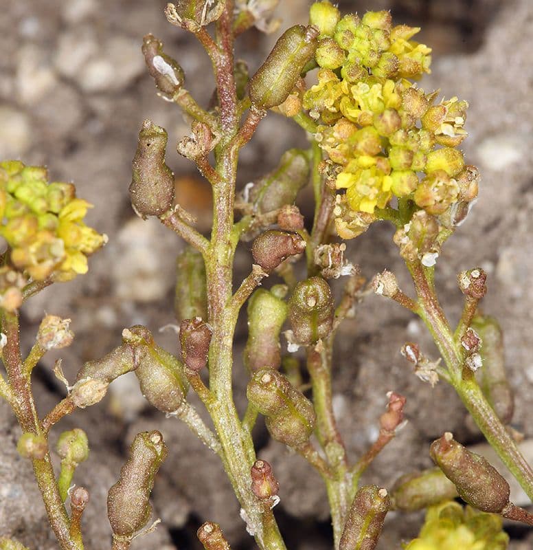 Rorippa curvipes 7