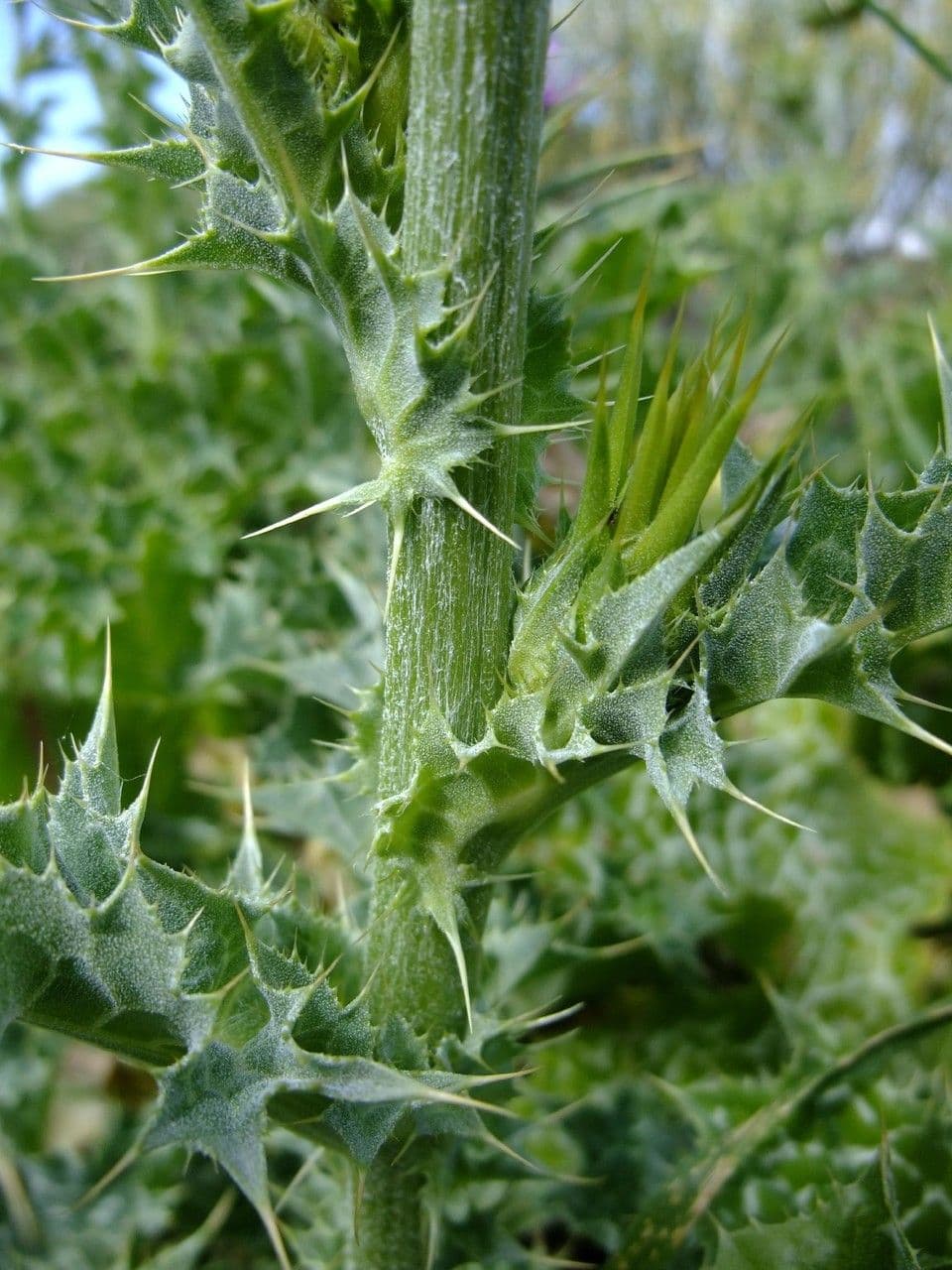 Mariendistel 25