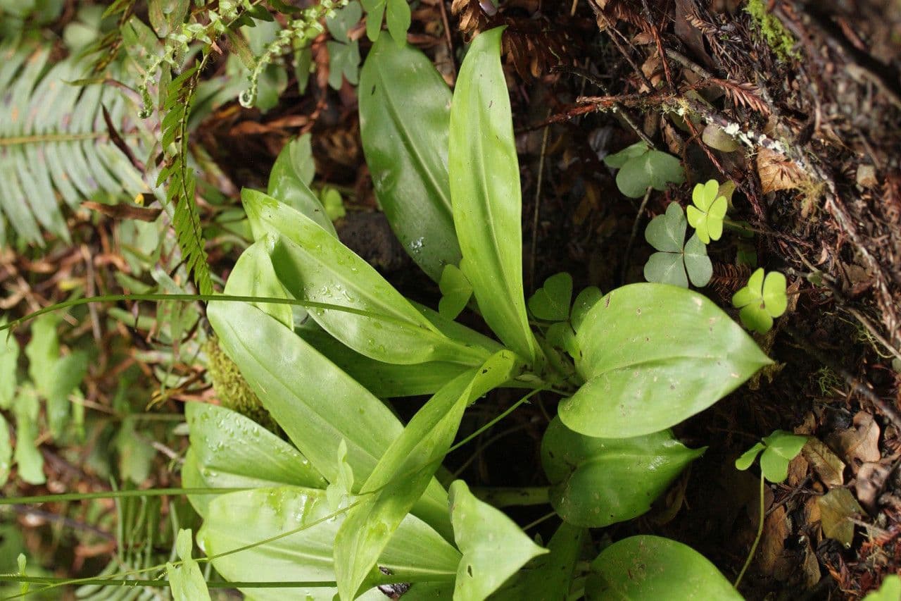 Klintonia 11