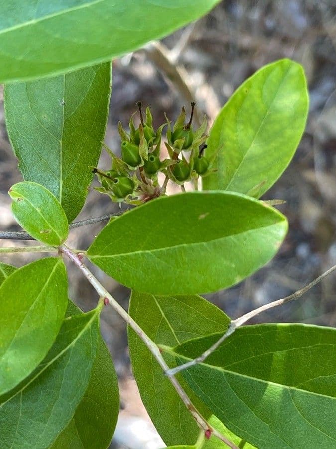 Staggerbush