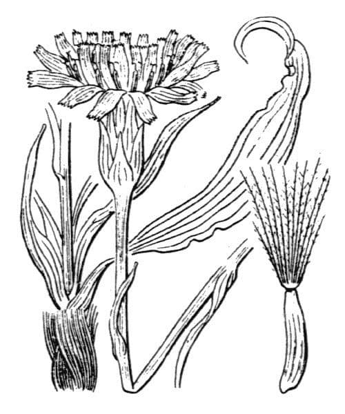 Scorzonera austriaca 23