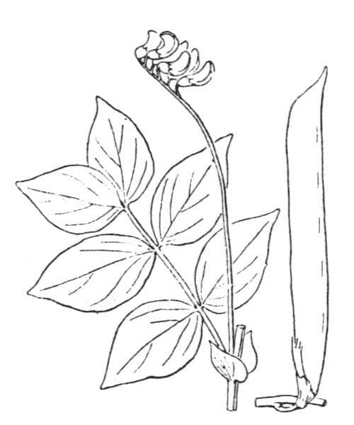 Tachovka 23