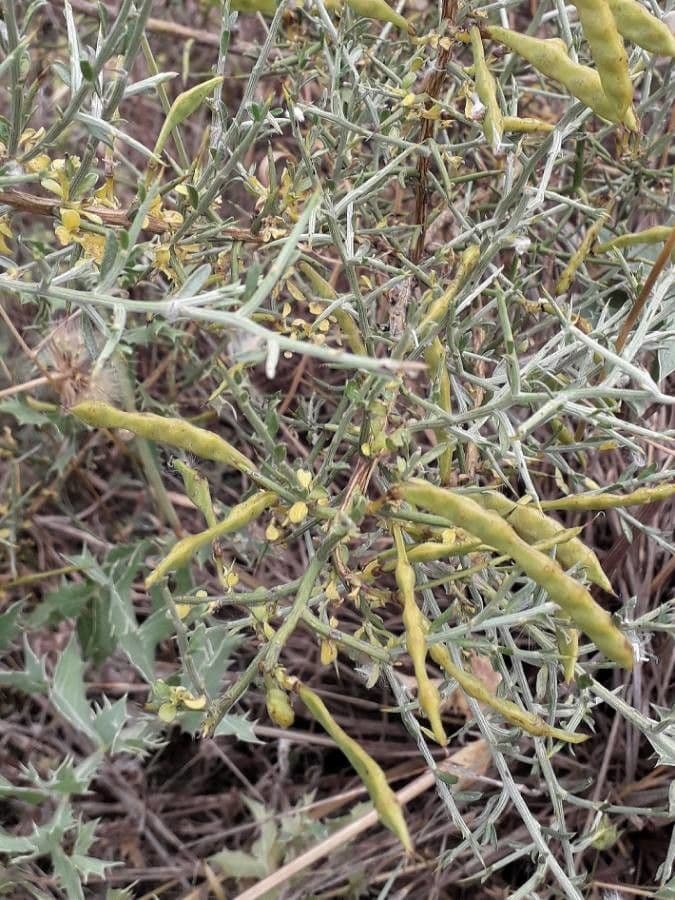 Ginestra spinosa