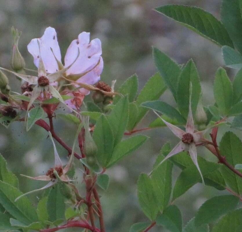Swamp rose 6