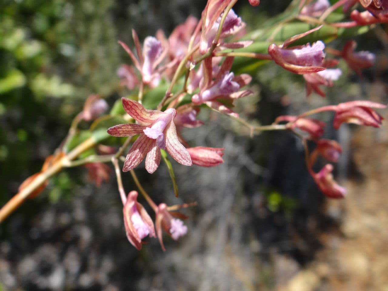Dendrobium 6