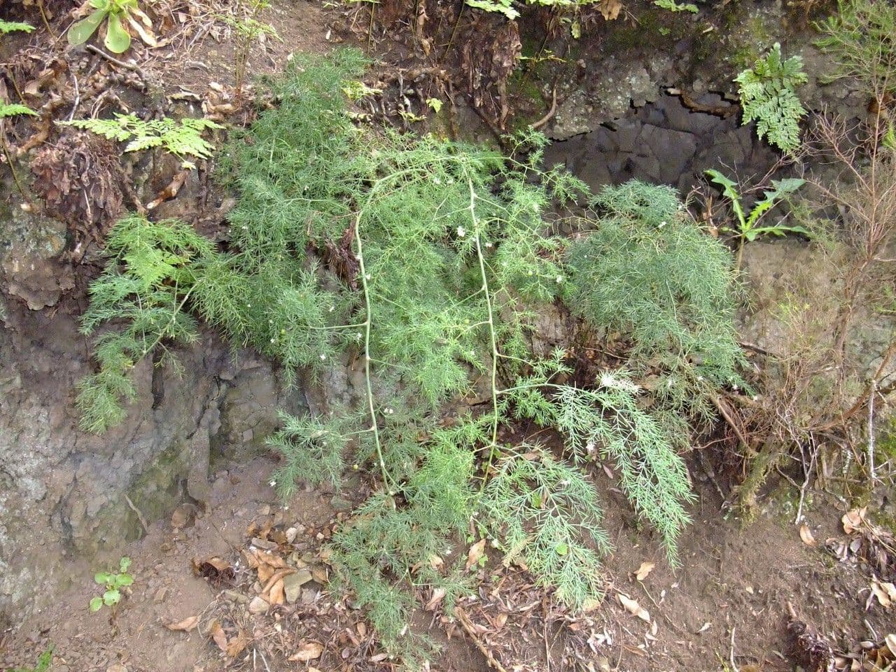 Doldiger Spargel 15