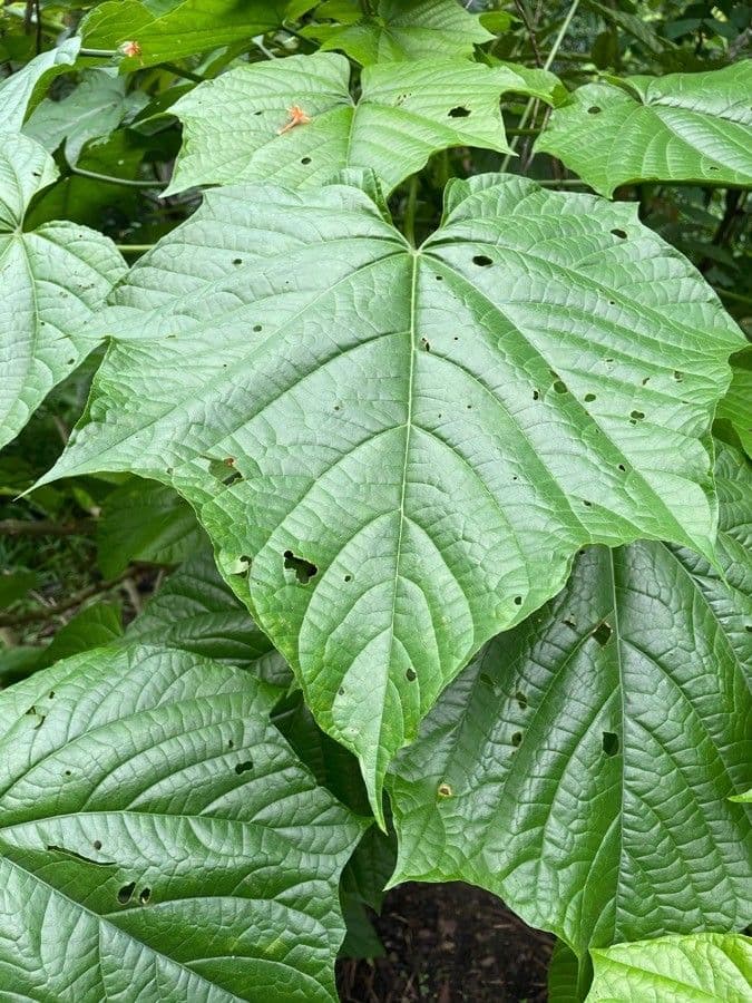 Lantana paniculata 14