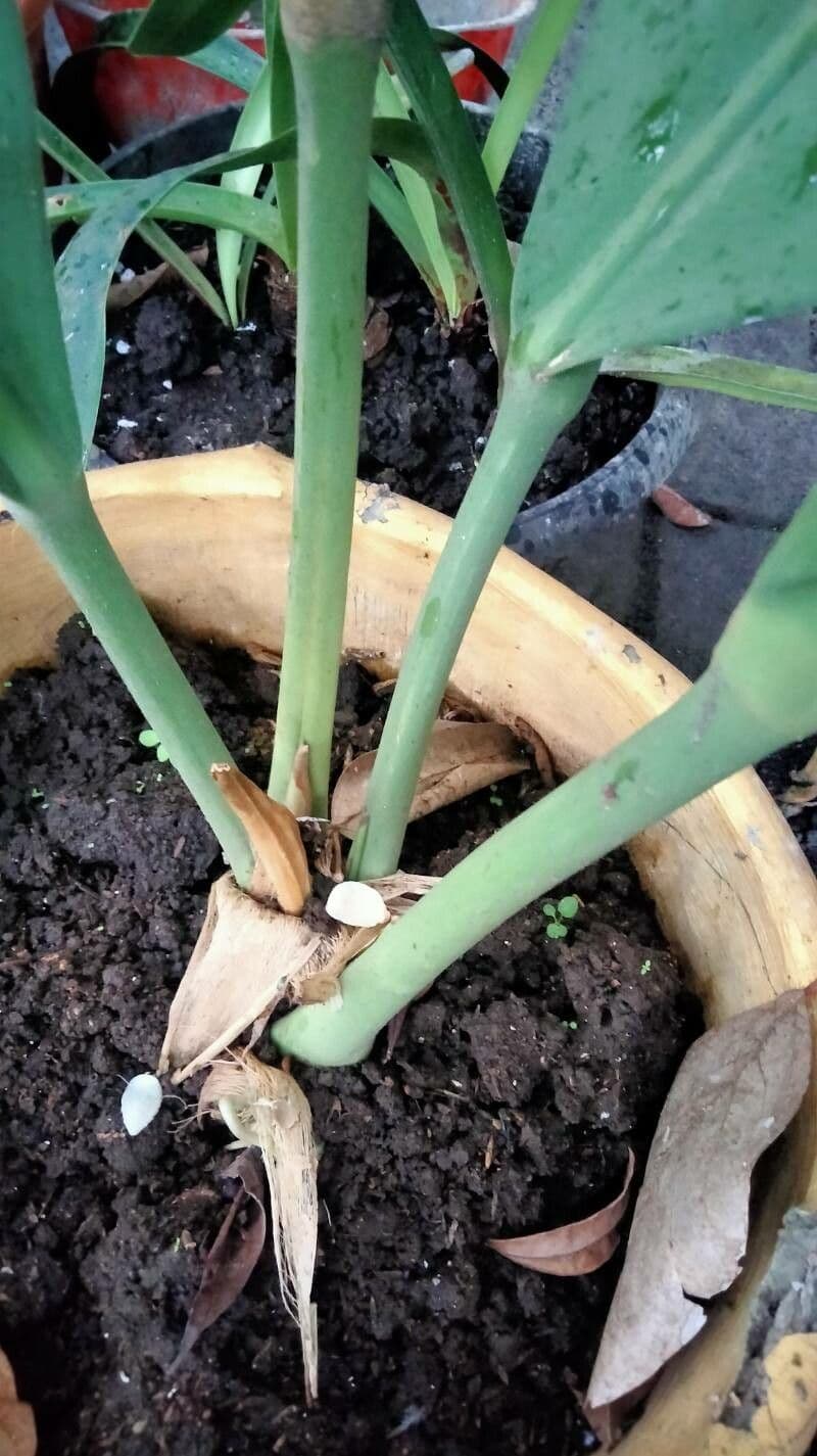 Cyclanthus 20