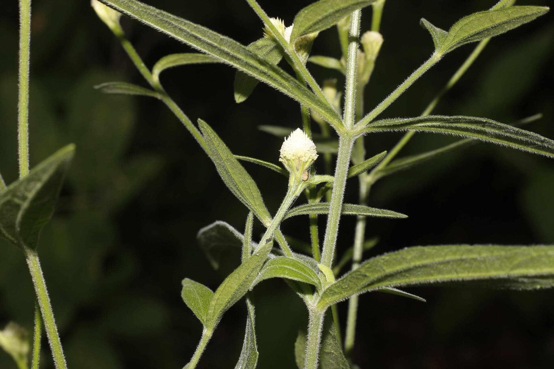 Isocarpha 5