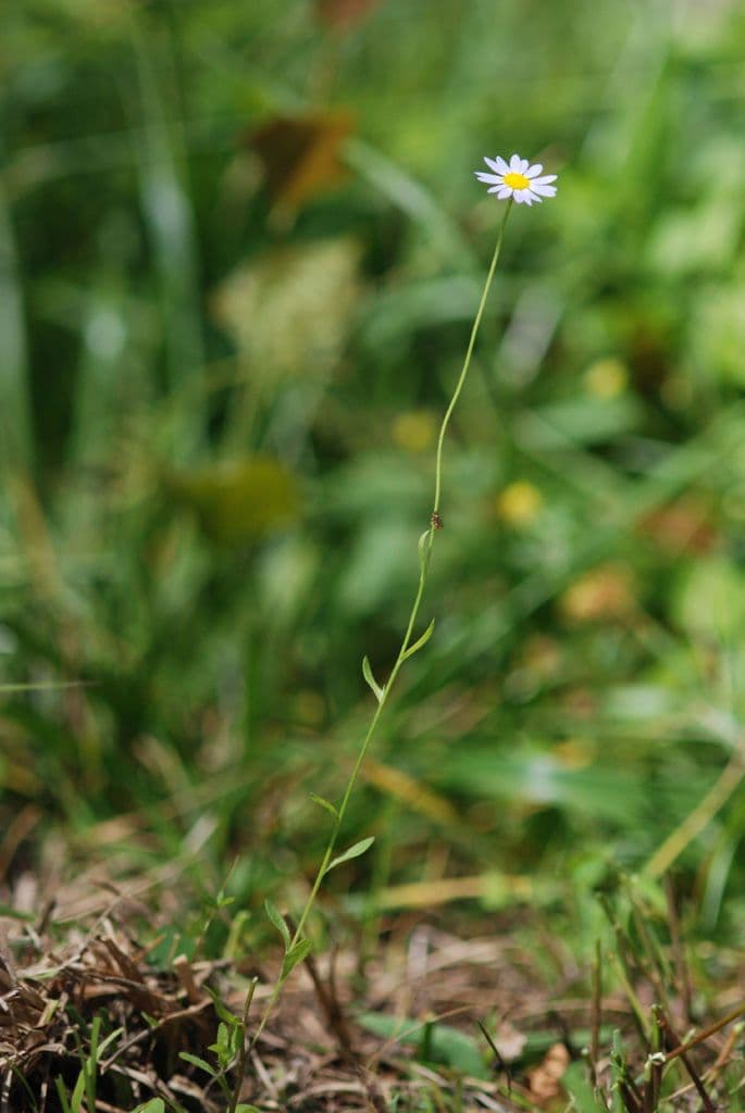 Margherita occidentale 4