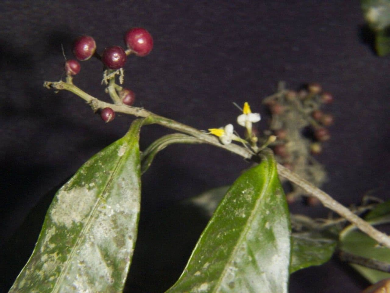Ardisia 22