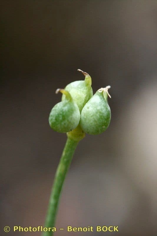 Ranuncolo ibrido