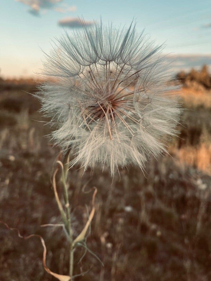 Agoseris 6