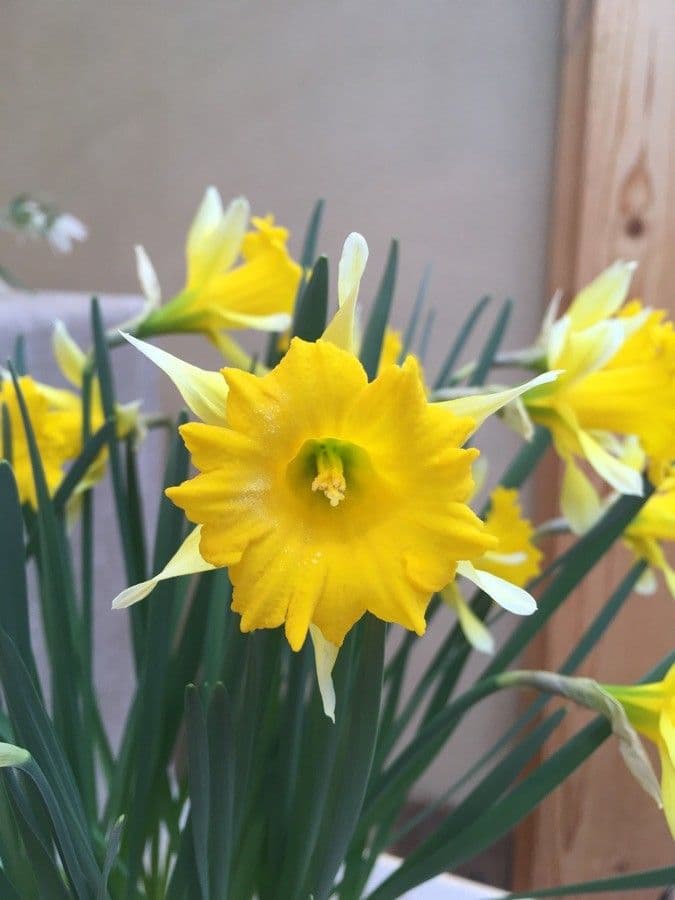 Narciso