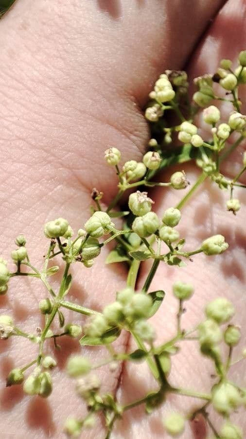 Przytulia rubioides