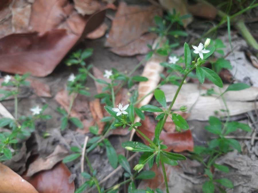 Glinus oppositifolius