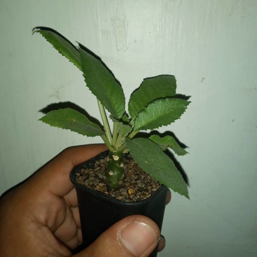 Dorstenia 9