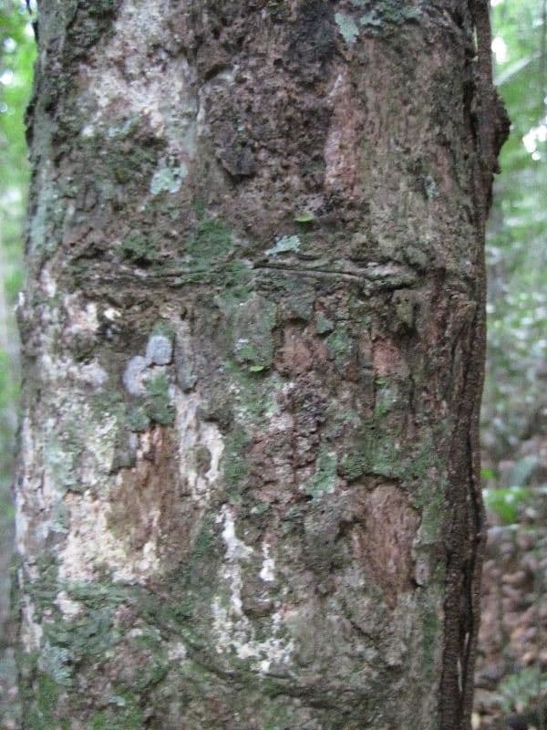 Hervorragende Pouteria