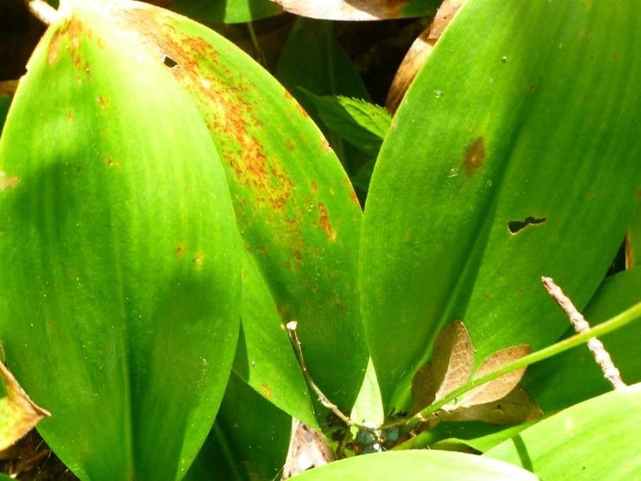 Clintonia boreale 19