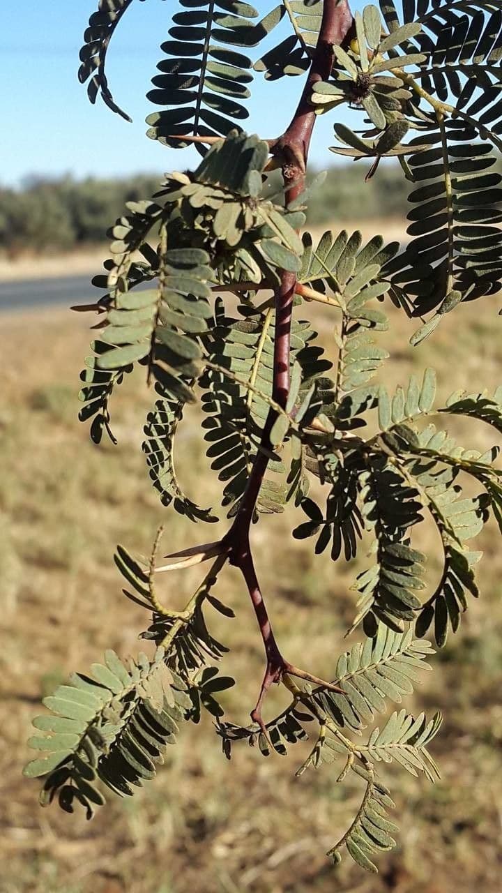 Acacia erioloba 18